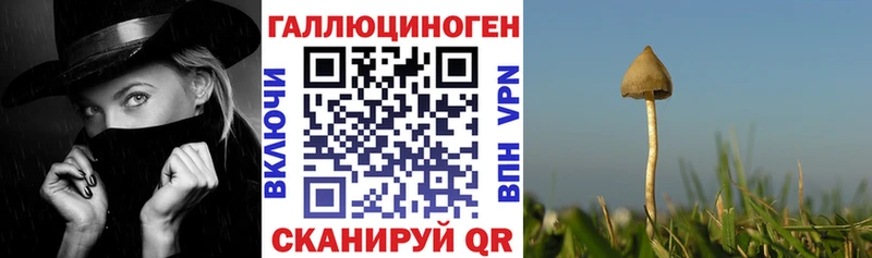 Псилоцибиновые грибы Cubensis  даркнет сайт  Сибай 